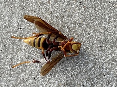 Polistes major major