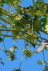 Papilio memnon heronus