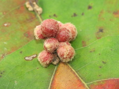 Callirhytis piperoides