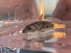 Menticirrhus undulatus