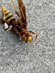Polistes major major
