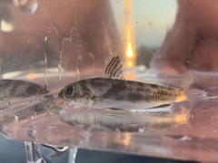 Menticirrhus undulatus
