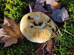 Lactifluus deceptivus