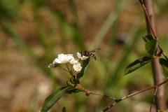 Dasysyrphus intrudens