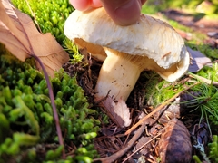 Lactifluus deceptivus