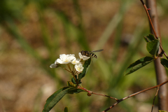 Dasysyrphus intrudens