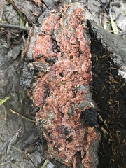 Fusicolla merismoides