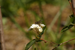 Dasysyrphus intrudens