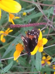 Chlosyne lacinia adjutrix