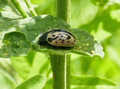 Calligrapha dislocata