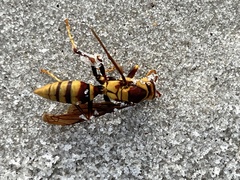 Polistes major major