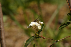Dasysyrphus intrudens