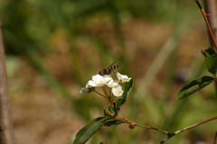 Dasysyrphus intrudens