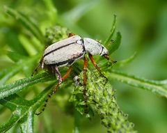 Macrodactylus uniformis