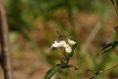 Dasysyrphus intrudens