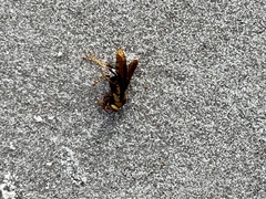 Polistes major major