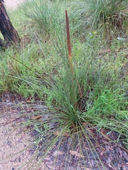 Xanthorrhoea minor
