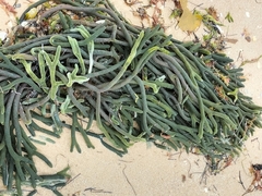 Codium