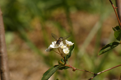 Dasysyrphus intrudens