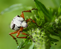Macrodactylus uniformis