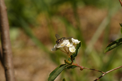 Dasysyrphus intrudens