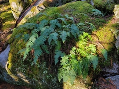 Polypodium appalachianum