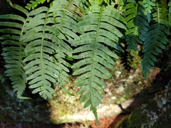 Polypodium appalachianum