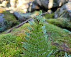 Polypodium appalachianum
