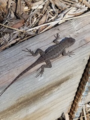 Sceloporus occidentalis