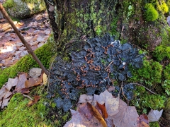 Peltigera horizontalis