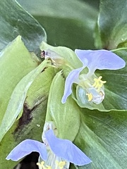 Commelina paludosa