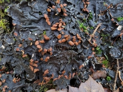 Peltigera horizontalis