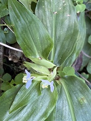Commelina paludosa