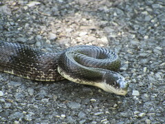 Pantherophis alleghaniensis
