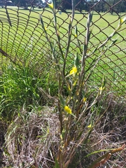 Philydrum lanuginosum