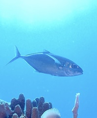 Caranx