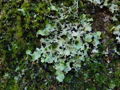 Parmotrema crinitum