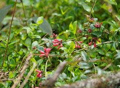 Cestrum elegans