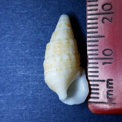 Cerithium litteratum