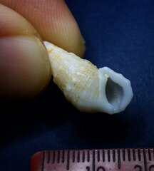 Cerithium litteratum