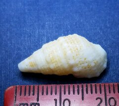 Cerithium litteratum