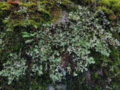Parmotrema crinitum