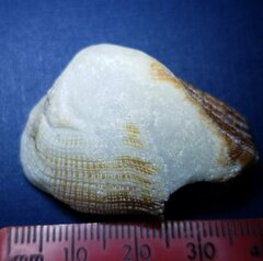 Lamarcka imbricata