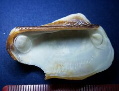 Lamarcka imbricata