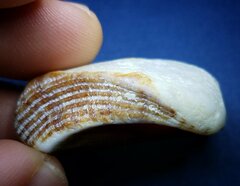 Lamarcka imbricata