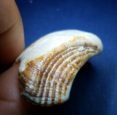 Lamarcka imbricata