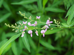 Desmodium glabellum