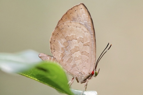 Miletus symethus