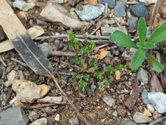 Galium murale
