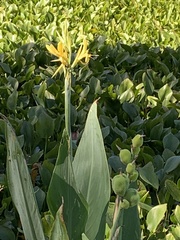 Canna glauca